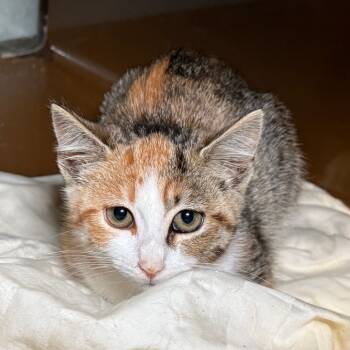 Rescue Domestic Short Hair Cats for Adoption in Richmond, California - MUSTARD | PetCurious