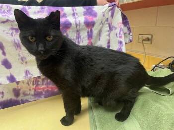 Domestic Short Hair Cats Available for Adoption in Colorado Springs, Colorado - COUNT FLUFFULA | PetCurious