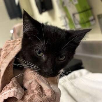 Mary -  Domestic Short Hair Cat for Adoption in Asheville, North Carolina - Mary | PetCurious