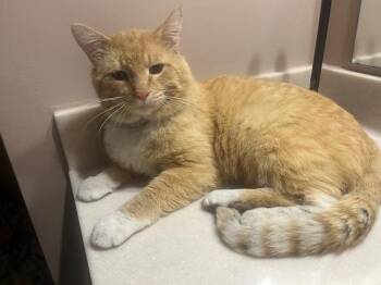 Rescue American Shorthair Cats for Adoption in Overland Park, Kansas - Morris | PetCurious