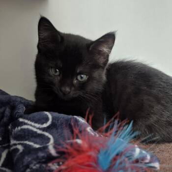 Selesnya -  Domestic Short Hair Cat for Adoption in Newark, New Jersey - Selesnya | PetCurious
