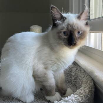 Salty26 -  Siamese Cat for Adoption in Youngsville, North Carolina - Salty26 | PetCurious