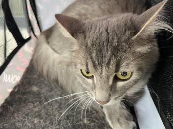 A138295 -  Domestic Medium Hair Cat for Adoption in Palmetto, Florida - A138295 | PetCurious