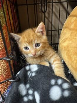 Rescue Domestic Short Hair and Tabby Cats for Adoption in Blairsville, Georgia - HOBBS | PetCurious