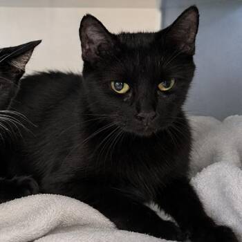 Blanche -  Domestic Short Hair Cat for Adoption in Buchanan Dam, Texas - Blanche | PetCurious