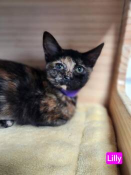 Domestic Short Hair Cats Available for Adoption in New Philadelphia, Ohio - Lilly | PetCurious