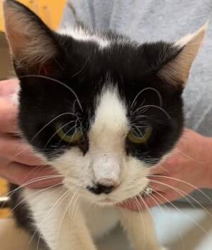 BANDIT -  Domestic Short Hair Cat for Adoption in Elizabethton, Tennessee - BANDIT | PetCurious