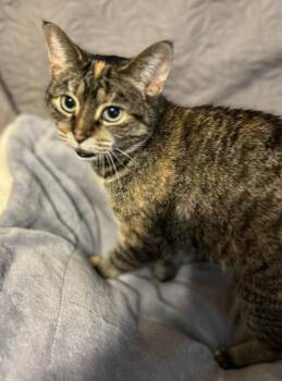 Moe -  Domestic Short Hair Cat for Adoption in Taycheedah, Wisconsin - Moe | PetCurious