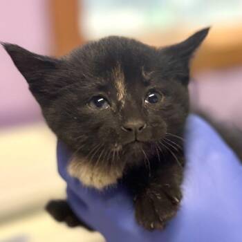 Domestic Short Hair Cats Available for Adoption - Spicy Chicken Wing | PetCurious