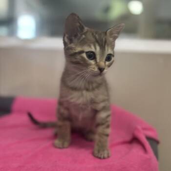 Domestic Short Hair Cats Available for Adoption in La Grange, Kentucky - Thyme | PetCurious