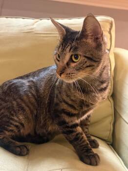 Tabby Cats Available for Adoption in San Antonio, Texas - Miss Spock | PetCurious