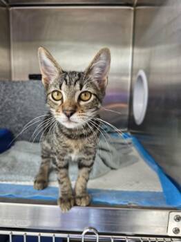 Hudson -  Domestic Short Hair Cat for Adoption in Umatilla, Florida - Hudson | PetCurious