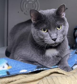 Domestic Short Hair Cats Available for Adoption in Dayton, Minnesota - Jupiter | PetCurious