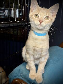 Rescue Domestic Short Hair Cats for Adoption in Avoca, Pennsylvania - Cider | PetCurious