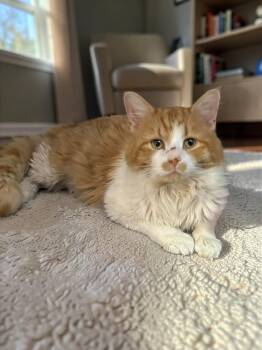 Domestic Medium Hair Cats Available for Adoption - Eggyolk | PetCurious