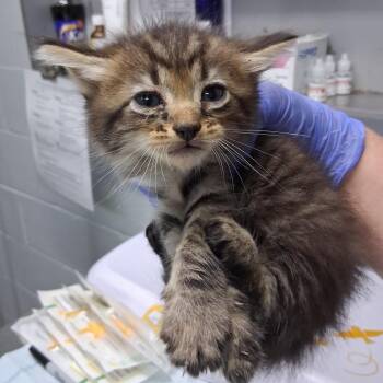 Elm @ Azalea Square PetSmart -  Domestic Medium Hair Cat for Adoption in Summerville, South Carolina - Elm @ Azalea Square PetSmart | PetCurious