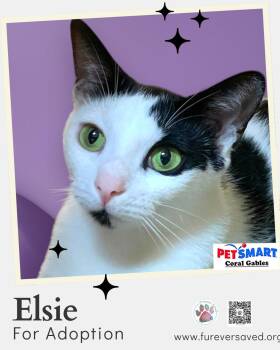 Elsie -  Domestic Short Hair Cat for Adoption in Miami, Florida - Elsie | PetCurious