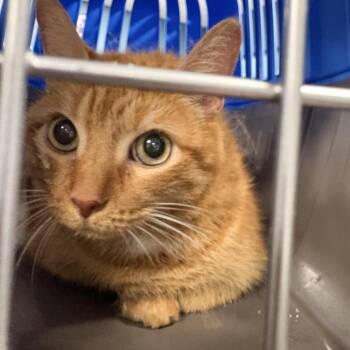 Sheldon -  Domestic Short Hair Cat for Adoption in Newark, New Jersey - Sheldon | PetCurious