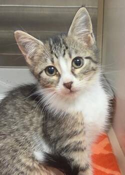 Carrot Cake 64344 -  Domestic Short Hair Cat for Adoption in Aiken, South Carolina - Carrot Cake 64344 | PetCurious