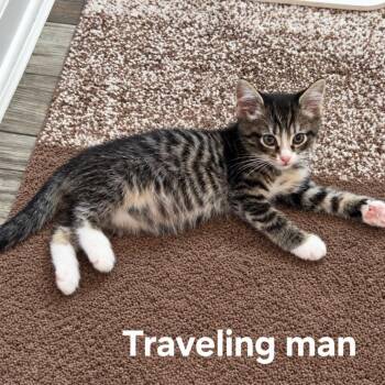 Traveling Man -  Domestic Short Hair Cat for Adoption in Fredericksburg, Virginia - Traveling Man | PetCurious