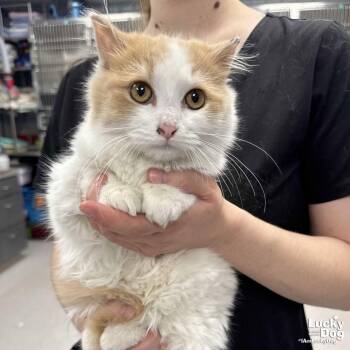 Domestic Long Hair Cats Available for Adoption - Spitz | PetCurious