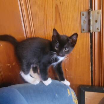 Mittens -  Domestic Short Hair Cat for Adoption in Garden City, Michigan - Mittens | PetCurious