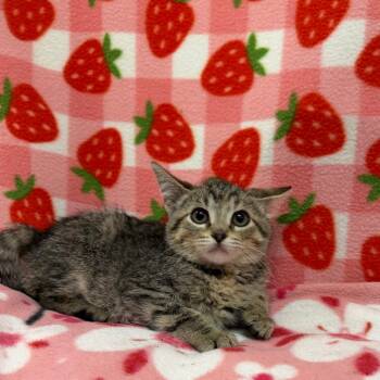 Catwoman -  Domestic Short Hair Cat for Adoption in Riverwoods, Illinois - Catwoman | PetCurious