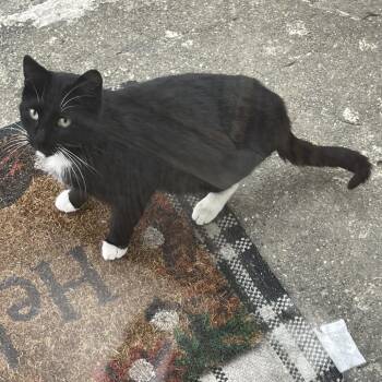 Domestic Medium Hair Cats Available for Adoption in Rochester, Minnesota - Found Preston MN | PetCurious