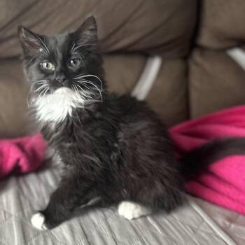 Breadsticks -  Domestic Long Hair Cat for Adoption in Naperville, Illinois - Breadsticks | PetCurious