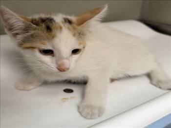 GWEN -  Domestic Short Hair Cat for Adoption in Tracy, California - GWEN | PetCurious