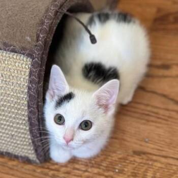 Bessie -  Domestic Short Hair Cat for Adoption in Wheaton, Illinois - Bessie | PetCurious
