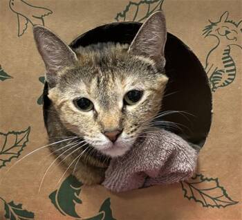 JUNIE B -  Domestic Short Hair Cat for Adoption in St. Louis, Missouri - JUNIE B | PetCurious
