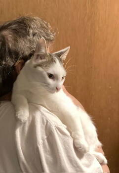 Rescue Domestic Short Hair Cats for Adoption in Macedonia, Ohio - Darrell, Darryl, And Larry | PetCurious