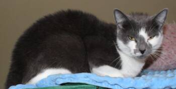 Sissy -  Domestic Short Hair Cat for Adoption in Huron, South Dakota - Sissy | PetCurious