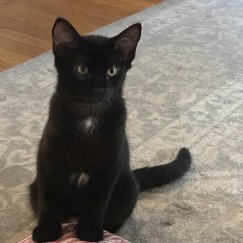 Capri Sun -  Domestic Short Hair Cat for Adoption in Evanston, Illinois - Capri Sun | PetCurious