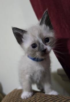 Domestic Short Hair Cats Available for Adoption in Fruit Heights, Utah - Nick | PetCurious