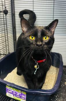 Domestic Short Hair Cats Available for Adoption in Council Bluffs, Iowa - Mum Mum  | PetCurious
