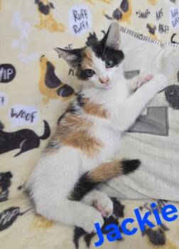 Jackie -  Domestic Short Hair Cat for Adoption in Sullivan, Indiana - Jackie | PetCurious
