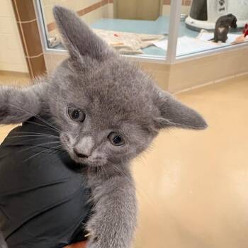 Ivy -  Domestic Short Hair Cat for Adoption in Winston-salem, North Carolina - Ivy | PetCurious