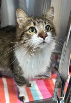Domestic Medium Hair Cats Available for Adoption - Ivy | PetCurious