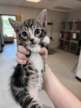 Topped -  Domestic Short Hair Cat for Adoption in Savannah, Georgia - Topped | PetCurious
