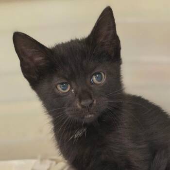 Water Runner -  Domestic Short Hair Cat for Adoption in Chatham, Virginia - Water Runner | PetCurious