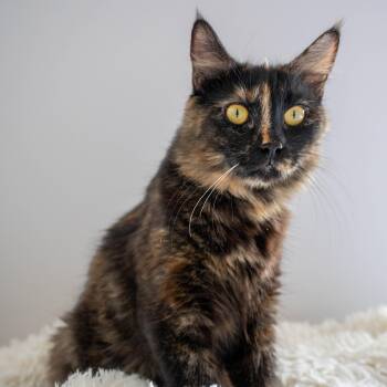 Domestic Medium Hair Cats Available for Adoption in Portland, Oregon - Fixie | PetCurious