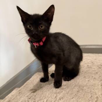 Rescue Domestic Medium Hair Cats for Adoption in Columbia, South Carolina - Rowen | PetCurious