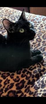 Pixie -  Domestic Short Hair Cat for Adoption in Mokena, Illinois - Pixie | PetCurious