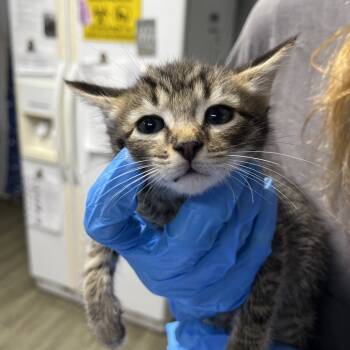 Rescue Domestic Short Hair Cats for Adoption in Summerville, South Carolina - Strider @ Petco On Main Street | PetCurious