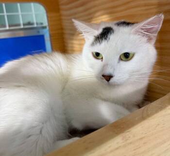 Vaida -  Domestic Short Hair Cat for Adoption in Colorado Springs, Colorado - Vaida | PetCurious