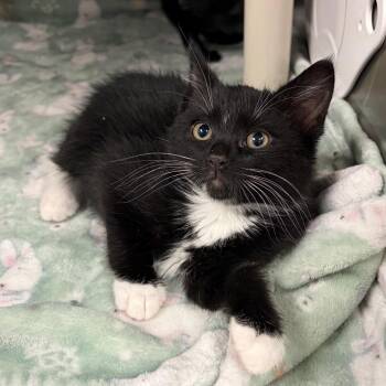 Domestic Short Hair Cats Available for Adoption in Keizer, Oregon - Gideon | PetCurious