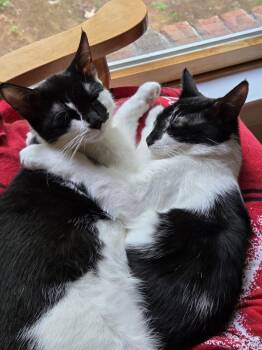 Domestic Short Hair Cats Available for Adoption - Scoop | PetCurious