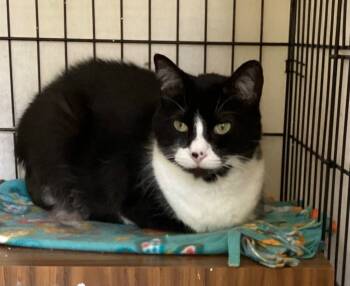 Rescue Domestic Short Hair Cats for Adoption in Muskegon, Michigan - JOANNA | PetCurious